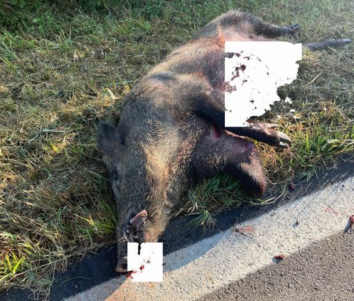 Salussola: Grosso cinghiale investito, trascinato per 100metri e abbandonato sul ciglio della strada