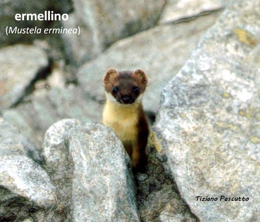 L'esperto Tiziano Pascutto: "L’ermellino del Monte Bo che mi ha fatto da modello" L'esperto Tiziano Pascutto: "L’ermellino del Monte Bo che mi ha fatto da modello"