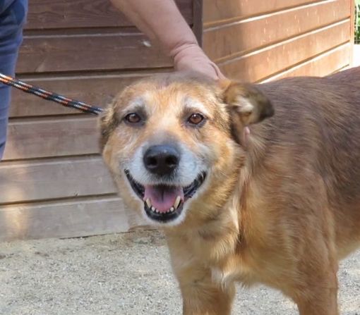 Video adozioni dal canile di Cossato, ultimi appelli per quattro zampe in cerca di famiglia