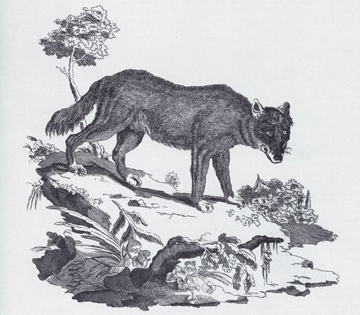 Il Biellese magico e misterioso: Al lago del Mucrone una strega malvagia trasformava in lupo i malcapitati che le capitavano a tiro