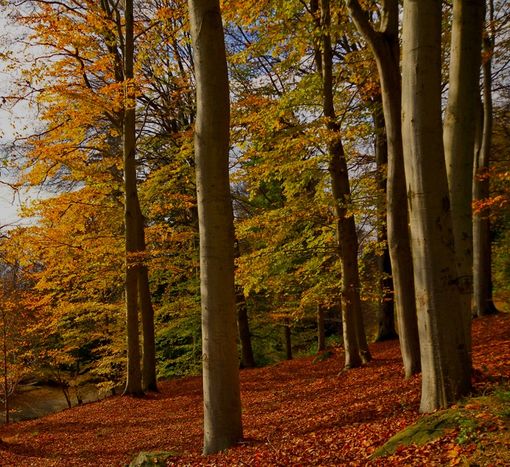 Foliage, l'autunno naturalistico Biellese
