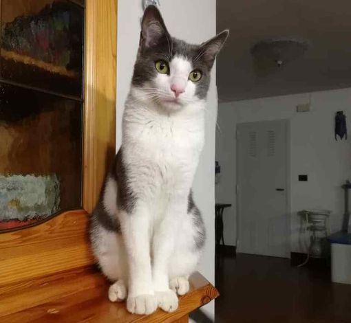 Rinvenuto senza vita dopo 10 giorni di ricerche, il gattino Spritz investito in superstrada