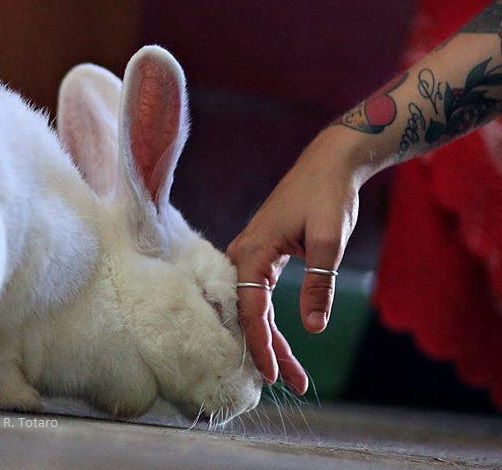 Rispetto per tutti gli esseri viventi: è così difficile?