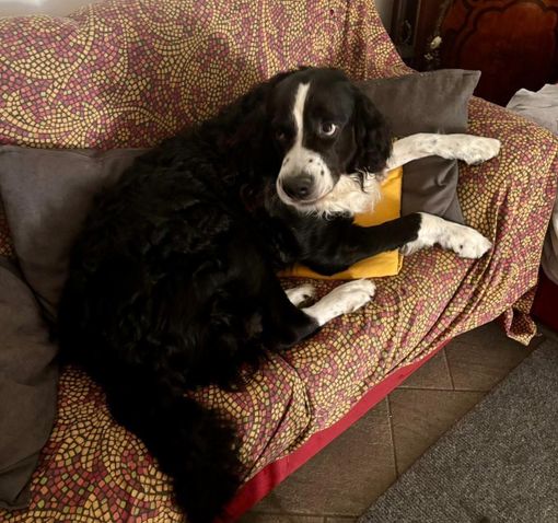 Sette anni di amore in cerca di casa: adotta Gas!!! Sette anni di amore in cerca di casa: adotta Gas!!!