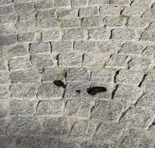 Biella, via Italia di nuovo piena di cicche e deiezioni. Moscarola: “La maleducazione regna sovrana” (foto dalla pagina Facebook di Giacomo Moscarola)