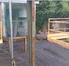 Tollegno, caprioli sul ballatoio della turbina della centrale idroelettrica, portati in salvo Tollegno, caprioli sul ballatoio della turbina della centrale idroelettrica, portati in salvo