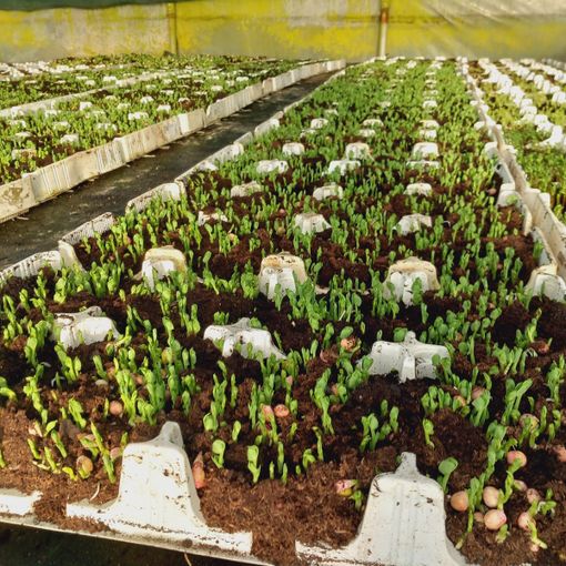 Vertical Farming: IIS Gae aulenti per il futuro sostenibile . Vertical Farming: IIS Gae aulenti per il futuro sostenibile .