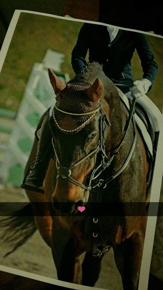 Equitazione: I risultati della Tappa Progetto Sport del concorso CEM alla Società Ippica Alessandrina