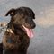 Cani alla catena, scattano multe e denunce: ecco cosa prevede la legge Cani alla catena, scattano multe e denunce: ecco cosa prevede la legge