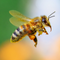 Giornata Mondiale degli Impollinatori: un progetto biellese per proteggere la biodiversità