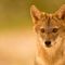 “L’espansione silenziosa del “fantasma dorato”. Lo sciacallo dorato (Canis aureus) in Italia”, se ne parla a Selvatica
