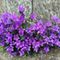 Campanula portenschlagiana. Nome italiano: campanula dei muri, campanula dalmata. Nome sardo: campanedda, fiore a campanedda. Nome spagnolo: campanilla de Dalmacia (immagine A. Pusceddu) Campanula portenschlagiana. Nome italiano: campanula dei muri, campanula dalmata. Nome sardo: campanedda, fiore a campanedda. Nome spagnolo: campanilla de Dalmacia (immagine A. Pusceddu)
