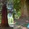 Omaggio alla sequoia monumentale di Chiavazza: “Col gigante si danza” - Foto di repertorio Omaggio alla sequoia monumentale di Chiavazza: “Col gigante si danza” - Foto di repertorio
