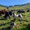 Oltre 200 mucche in cammino verso gli alpeggi, Transumando incanta i visitatori (video di Claudio Nicola) Oltre 200 mucche in cammino verso gli alpeggi, Transumando incanta i visitatori (video di Claudio Nicola)