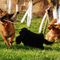 Lessona, approvato il progetto della nuova area sgambamento cani
