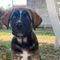Ginger cerca casa: è l'ultima cucciola rimasta senza adozione Ginger cerca casa: è l'ultima cucciola rimasta senza adozione