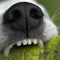 Morsa da un cane a Trivero, disavventura per una donna (foto di repertorio)