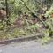 Alberi pericolanti sulla strada, a Zimone arrivano i Vigili del Fuoco (foto di repertorio) Alberi pericolanti sulla strada, a Zimone arrivano i Vigili del Fuoco (foto di repertorio)