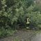Maltempo, in Valle Elvo tre piante sulla strada: passante allerta i Vigili del Fuoco (foto di repertorio) Maltempo, in Valle Elvo tre piante sulla strada: passante allerta i Vigili del Fuoco (foto di repertorio)