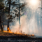 Incendi in Piemonte, oltre 800 ettari di bosco distrutti Incendi in Piemonte, oltre 800 ettari di bosco distrutti