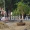 Biella, al via il trasferimento dei melograni: proteste e presidio alla Fons Vitae: “Difendiamo il verde pubblico”