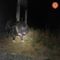 Dal Nord Ovest - Troppo stanco per camminare: cane di 50 chili tratto in salvo a Balme Dal Nord Ovest - Troppo stanco per camminare: cane di 50 chili tratto in salvo a Balme