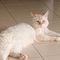 Chiavazza, gatto smarrito in Regione Croce Chiavazza, gatto smarrito in Regione Croce