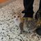 Trovata una gattina tra Valdengo e Ronco Biellese, a chi appartiene?