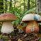 Funghi, attenzione alle specie tossiche: controlli gratuiti dell’ASL Bi Funghi, attenzione alle specie tossiche: controlli gratuiti dell’ASL Bi