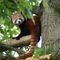 Si è spento Haiku, il primo panda rosso di Zoom Torino