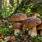 Andar per funghi nei boschi dell’Oasi Zegna Andar per funghi nei boschi dell’Oasi Zegna