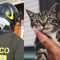 Bloccato da 2 giorni su una pensilina, gattino salvato a Biella (foto di repertorio) Bloccato da 2 giorni su una pensilina, gattino salvato a Biella (foto di repertorio)