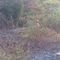 A fuoco un bosco, scatta l’allarme a Veglio FOTO A fuoco un bosco, scatta l’allarme a Veglio FOTO