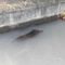 Dal Nord-ovest, Moncrivello, cinghiale finisce in un canale: intervengono i Vigili del Fuoco Dal Nord-ovest, Moncrivello, cinghiale finisce in un canale: intervengono i Vigili del Fuoco