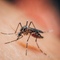 Giornata mondiale della zanzara: il 20 agosto ricorda la scoperta che cambiò la lotta alla malaria Giornata mondiale della zanzara: il 20 agosto ricorda la scoperta che cambiò la lotta alla malaria