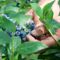 Dalla terra al consumatore: la filiera corta di Joinfruit Dalla terra al consumatore: la filiera corta di Joinfruit