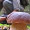 Funghi, la sicurezza comincia dalla raccolta: i consigli per evitare le intossicazioni (foto di repertorio) Funghi, la sicurezza comincia dalla raccolta: i consigli per evitare le intossicazioni (foto di repertorio)