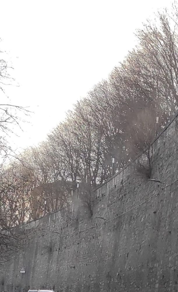 Via Cernaia, Pd Biella: "Necessario intervenire per gli alberi sul muraglione"