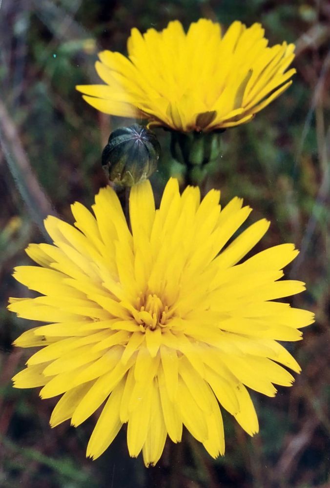 Nell’immagine, Urospermum dalechampii. Nome italiano: boccione maggiore, lattugaccio, lattugaccio di Daléchamp, amarago, grugno. Nome sardo: cicòria burda/de porcus, papanzolu burdu/de colorus.. Nombre en Español: Lechuguilla; Barba de viejo, amargot. cuixa barba. Cuixa de dona. morro de porc. pom de moro. (Archivio Biblioteca comunale G.M. Dettori, Tempio Pausania per “Su Nuraghe” di Biella).