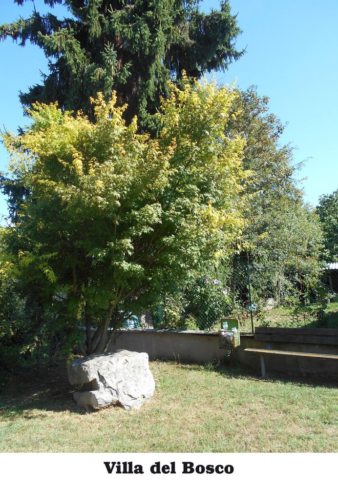 Biellese magico e misterioso: Il castagno centenario di Villa del Bosco