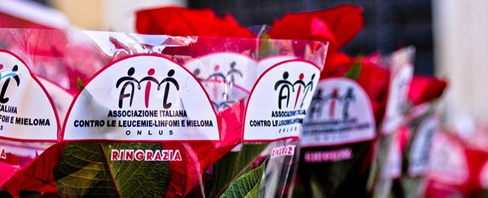 Le Stelle di Natale contro la leucemia, anche a Biella si rinnova il tradizionale appuntamento Le Stelle di Natale contro la leucemia, anche a Biella si rinnova il tradizionale appuntamento