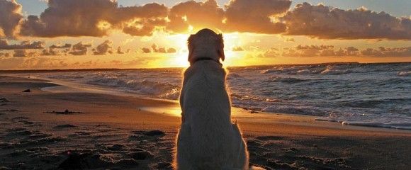 Cosa sapere per una vacanza felice con i nostri amici a 4 zampe