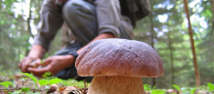 funghi cercatori