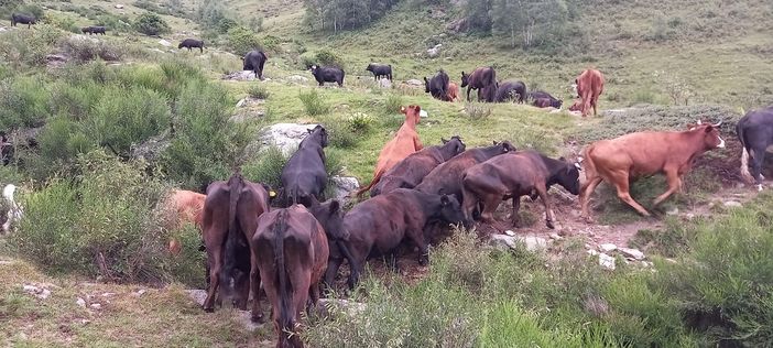 Biella, in alpeggio oltre 200 animali in fin di vita. Le associazioni: "Intervenite subito" Biella, in alpeggio oltre 200 animali in fin di vita. Le associazioni: "Intervenite subito"