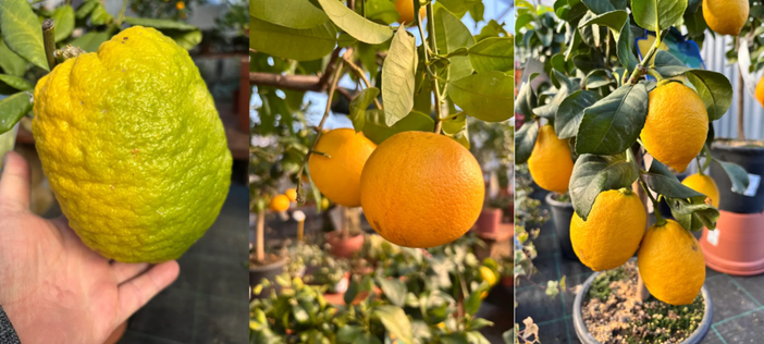 Da "Scarlatta Piante dal 1924", il primo corso in Piemonte sulla cura e la manutenzione degli agrumi