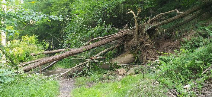 alberi tollegno lorazzo