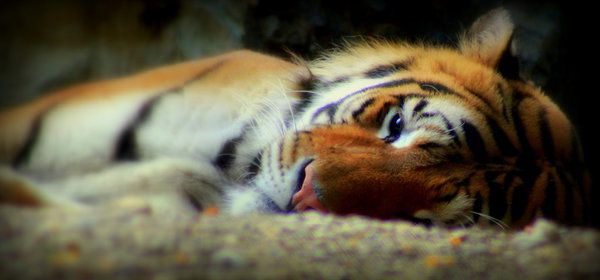 La Tigre sinonimo di potenza e segno zodiacale…”incandescente” La Tigre sinonimo di potenza e segno zodiacale…”incandescente”