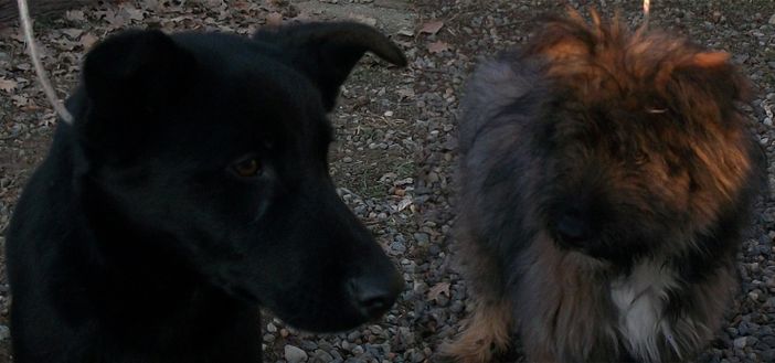 Due cuccioli meticci attendono il padrone presso il Canile di Alice Castello