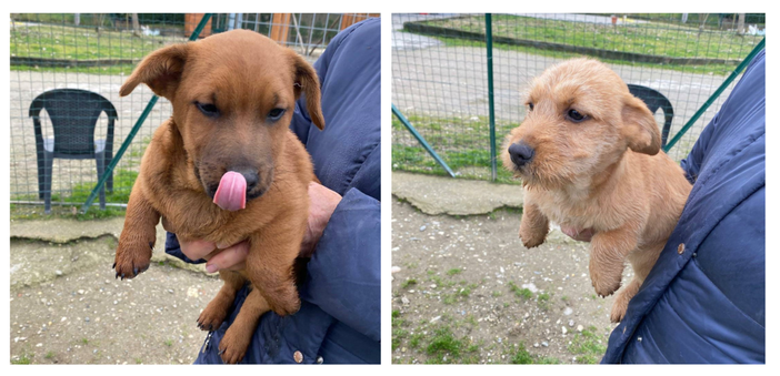 Aiutiamo Mosè lo spettinato e Giotto il rughettino a trovare una famiglia che li ami! Aiutiamo Mosè lo spettinato e Giotto il rughettino a trovare una famiglia che li ami!