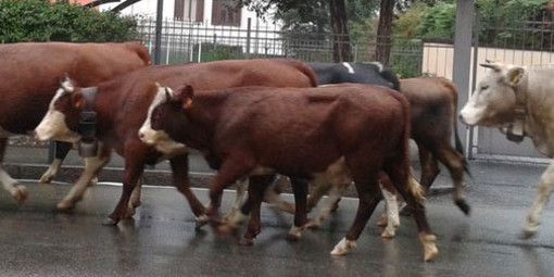 mucche candelo mucche candelo